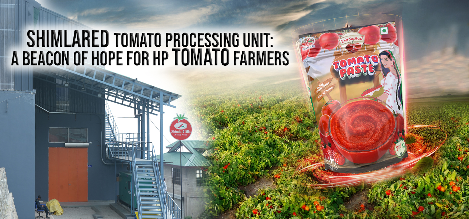 ShimlaRed Tomato Processing Unit: A Beacon of Hope for HP Tomato Farmers